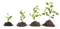 Four Saplings on white background Royalty Free Stock Photo