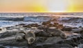 Four Sea Lions passed out on the rocks, San Diego Beach, CA