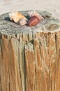 Four sea shells, arranges on a wood piling at tropical beach Royalty Free Stock Photo