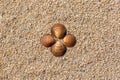 Sea shells on the sand. Summer beach background. Top view. Space for text Royalty Free Stock Photo