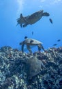 Four Sea Turtles and Fish Swimming over Reef in Deep Blue Royalty Free Stock Photo