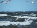 Four seagulls fly over the sea waves, hunting fish Royalty Free Stock Photo