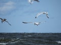 Four seagulls fly over the sea waves, hunting fish Royalty Free Stock Photo