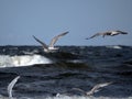 Four seagulls fly over the sea waves, hunting fish Royalty Free Stock Photo