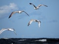 Four seagulls fly over the sea waves, hunting fish Royalty Free Stock Photo