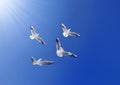 Four seagulls fly under the sunlight on a blue sky Royalty Free Stock Photo