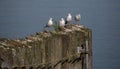 Four seagulls sitting on a wooden wall