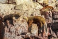 Four seals sleeping on the rocks at Ballestas island, Paracas Na