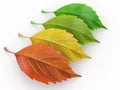 Four season. Green, red and yeloow leaf Royalty Free Stock Photo