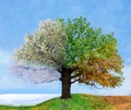 Four season tree Royalty Free Stock Photo