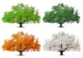 Four season tree Royalty Free Stock Photo