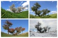 Four Seasons Cherry Trees