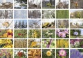 Four Seasons collage. Fall, winter, spring and summer. Royalty Free Stock Photo