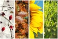 Four seasons collage Royalty Free Stock Photo