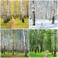 Four seasons collage row of birch trees