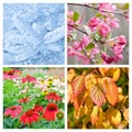 Four seasons collage Royalty Free Stock Photo