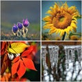 Four seasons collage: Spring, Summer, Autumn, Winter. Nature in detail Royalty Free Stock Photo