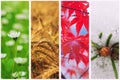 Four seasons collage Royalty Free Stock Photo