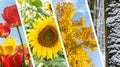 Four Seasons Collage - Spring, Summer, Autumn, Winter