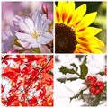 Four seasons collage Royalty Free Stock Photo