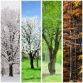 Four seasons collage