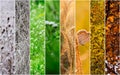 Four seasons collage Royalty Free Stock Photo