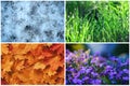 Four seasons collage: Winter, Spring, Summer, Autumn. Blue snowflakes, green grass, orange leaves, purple flowers Royalty Free Stock Photo