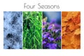 Four seasons concept: Winter, Spring, Summer, Autumn. Collage of snow, grass, flowers and foliage Royalty Free Stock Photo