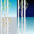 Four seasons illustration with birch tree Royalty Free Stock Photo