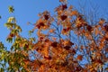 Four seasons met in one photo: a leafless tree like in winter, autumn mountain ash with golden leaves and bunches of red berries Royalty Free Stock Photo