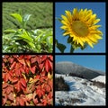 Four seasons - nature collage Royalty Free Stock Photo