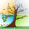 Four seasons in one tree Royalty Free Stock Photo