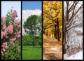 Four seasons spring, summer, autumn, winter Royalty Free Stock Photo