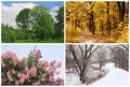 Four seasons spring, summer, autumn, winter Royalty Free Stock Photo