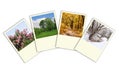 Four seasons spring, summer, autumn, winter photo Royalty Free Stock Photo