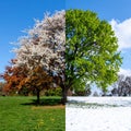 Four Seasons Tree Featuring Snow Green Grass and Clear Blue Sky Weather Transitions Royalty Free Stock Photo