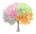 Four seasons. Tree handdrawing isolated. Royalty Free Stock Photo