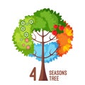 Four seasons tree isolated on white background vector illustration Royalty Free Stock Photo