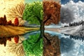 four seasons in a tree Royalty Free Stock Photo