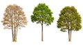 Four Seasons Trees Representing Change Growth and Environmental Transformation Concept Royalty Free Stock Photo