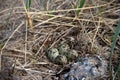 Four Semipalmated Plover eggs in a nest surrounded by twigs near Arviat, Nunavut, Canada