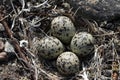 Four Semipalmated Plover eggs in a nest surrounded by twigs near Arviat