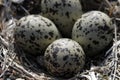 Four Semipalmated Plover eggs in a nest surrounded by twigs near Arviat