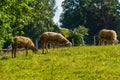 Four sheep eat green grass in a fenced pasture Royalty Free Stock Photo