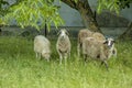 Four sheep on a green meadow Royalty Free Stock Photo