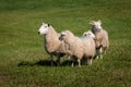 Four Sheep Ovis aries Look in All Directions