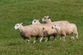 Four Sheep Ovis aries Run By Royalty Free Stock Photo