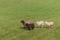 Four Sheep Ovis aries Run Left