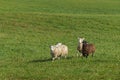 Four Sheep Ovis aries Run In Royalty Free Stock Photo