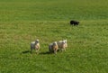 Four Sheep Ovis aries With Stock Dog in Background Royalty Free Stock Photo